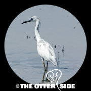 Little Blue Heron