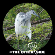 Little Blue Heron