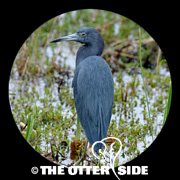 Little Blue Heron