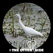Little Blue Heron