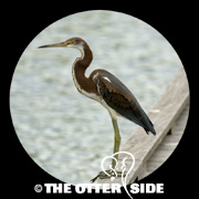 Tricolored Heron