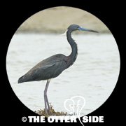 Tricolored Heron