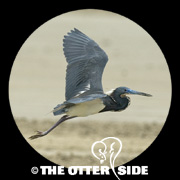 Tricolored Heron