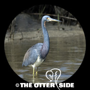 Tricolored Heron