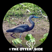 Tricolored Heron