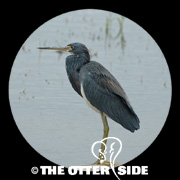 Tricolored Heron