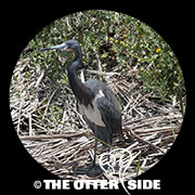 Tricolored Heron