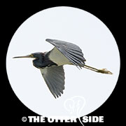 Tricolored Heron