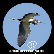 Tricolored Heron