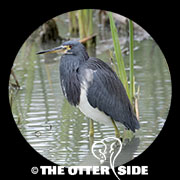 Tricolored Heron
