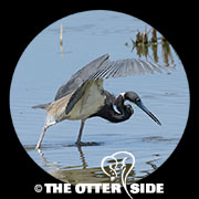 Tricolored Heron