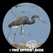 Tricolored Heron