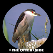 Black-crowned Night Heron