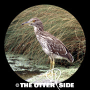 Black-crowned Night Heron