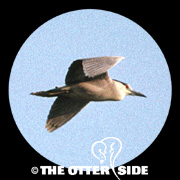 Black-crowned Night Heron