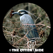 Yellow-crowned Night Heron
