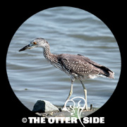 Yellow-crowned Night Heron