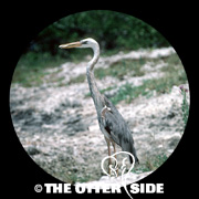 Wurdemann's Heron