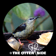Red-legged Honeycreeper