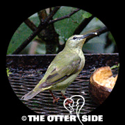Red-legged Honeycreeper