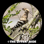 Eurasian Hoopoe