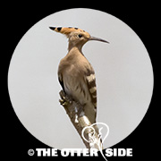 Eurasian Hoopoe