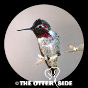 Anna's Hummingbird