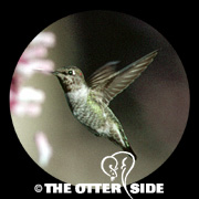 Anna's Hummingbird