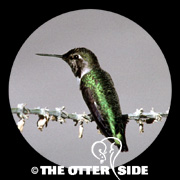 Anna's Hummingbird