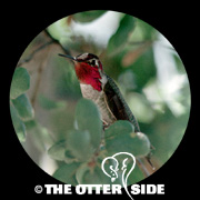 Anna's Hummingbird