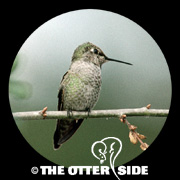 Anna's Hummingbird
