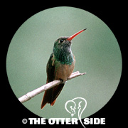 Buff-bellied Hummingbird