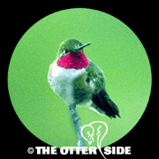 Broad-tailed Hummingbird