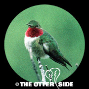 Broad-tailed Hummingbird