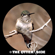 Broad-tailed Hummingbird