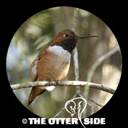 Allen's Hummingbird