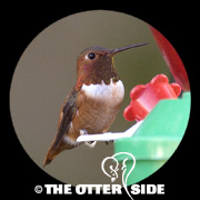 Allen's Hummingbird