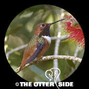 Allen's Hummingbird