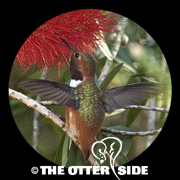 Allen's Hummingbird