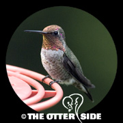 Anna's Hummingbird