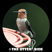 Anna's Hummingbird