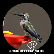Anna's Hummingbird