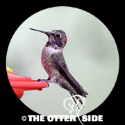 Anna's Hummingbird