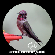 Anna's Hummingbird
