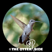 Black-chinned Hummingbird