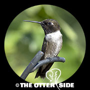 Black-chinned Hummingbird