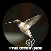 Black-chinned Hummingbird
