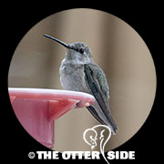 Black-chinned Hummingbird