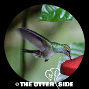Blue-chested Hummingbird