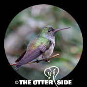 Blue-chested Hummingbird